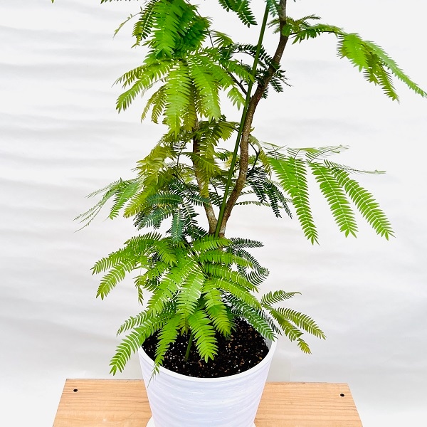 おしゃれ 観葉植物：ネムノキ エバーフレッシュ*8号セラアート 受皿付
