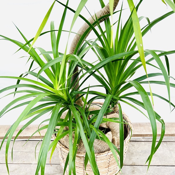 おしゃれ 観葉植物：ドラセナ カンボジアーナ*鉢カバー 大型佐川急便 2