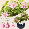 ߺϡϡ(;ǻȭ*ڤܤ󤵤ܥ󥵥bonsai2025ǯƺͽ