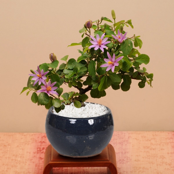小品盆栽:睡蓮木(瀬戸焼濃藍丸鉢)*【ぼんさい ボンサイ 小品盆栽:睡蓮木(瀬戸焼濃藍丸鉢)*【ぼんさい ボンサイ