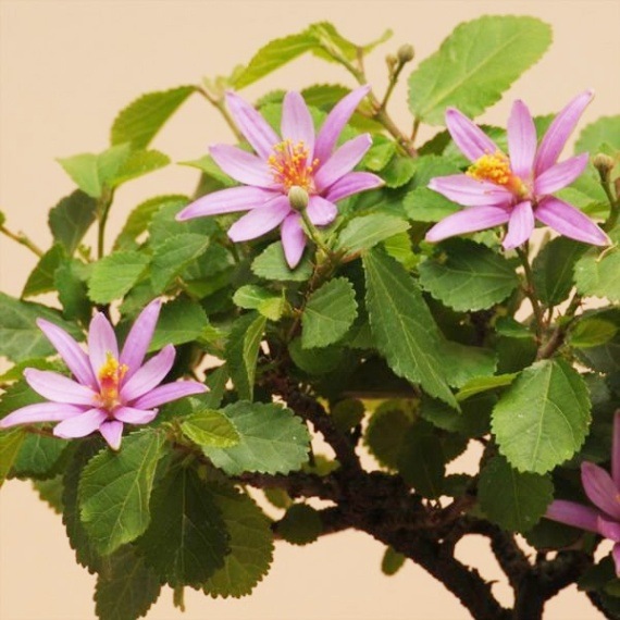 桑蓮葉盆 [B26337] セール】【Snap club】ロゴ刺繍 ナイロン ダブルドローコード