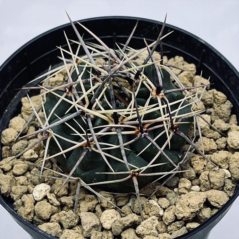 サボテン：ギムノカリキウム ビカラー 実生*幅4cm | サボテン＆多肉