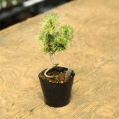 �ġ���������վ��ʲֲС�* �ե��ꥴ�襦�ޥ� �ϥʥ�