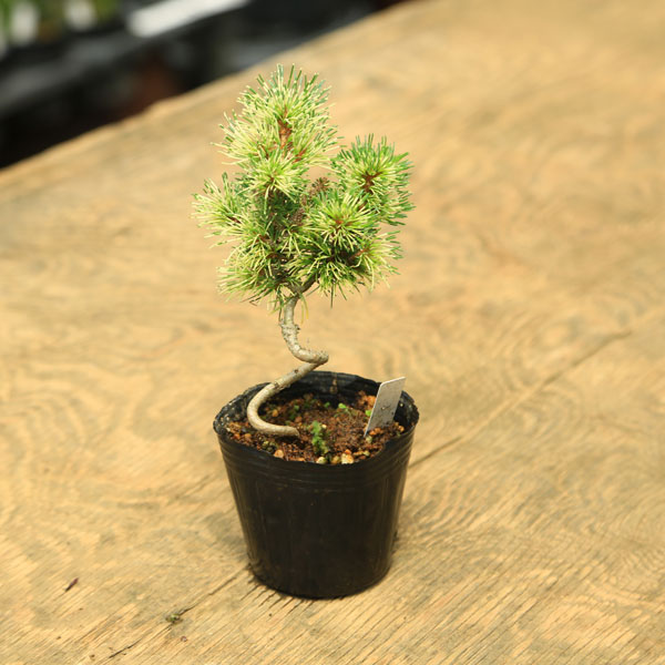 取り引き限定）希少 蛇の目 五葉松 斑入り 花火 花吹雪 苗：斑入り