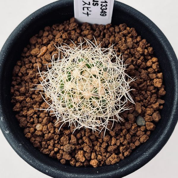 サボテン：ディスコカクタス アラネイスピナ 実生*幅2.5cm
