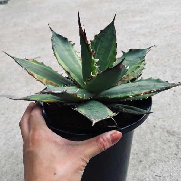 多肉植物：アガベ チタノタ錦 黄覆輪*幅26cm 現品！一品限り ※葉に
