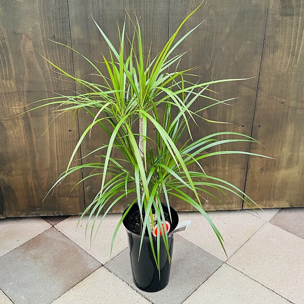 おしゃれ 観葉植物：ドラセナ コンシンネ*プラポット | 観葉植物