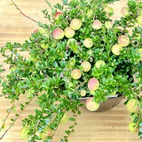 観葉 果樹苗：クランベリー 3.5号* | 観葉植物,ガーデンプランツ