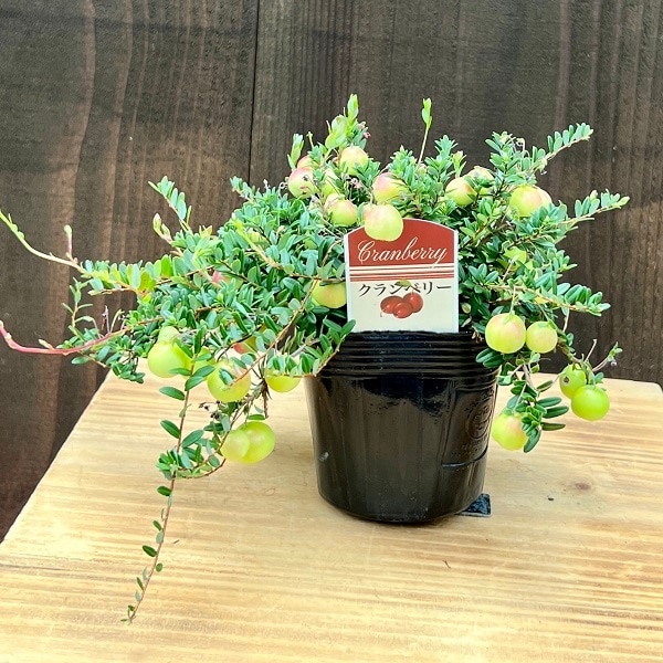 クランベリー苗　かわいいお庭 クランベリーポット苗-爽やかなグリーンから美味しそうな赤い