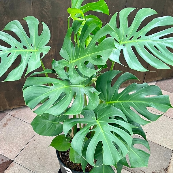 おしゃれ 観葉植物：モンステラ*セラアート 10号 受皿付 大型ヤマト便