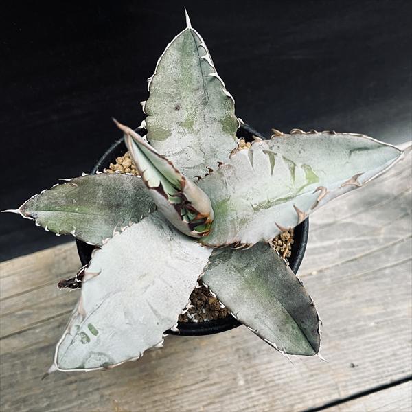 多肉植物：アガベ チタノタ*M 幅12cm | サボテン＆多肉植物,多肉植物