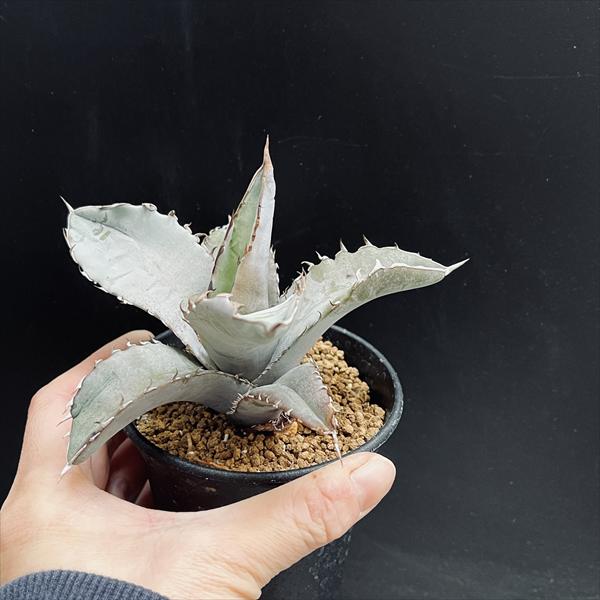 多肉植物：アガベ チタノタ*M 幅12cm | サボテン＆多肉植物,多肉植物