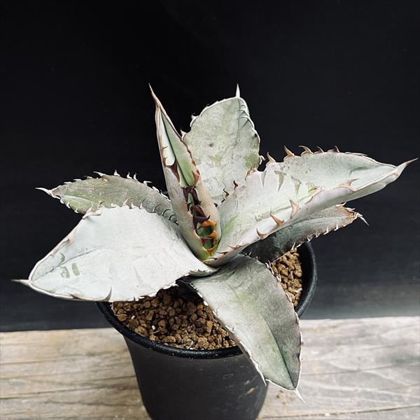 専用　80株セット！アガベチタノタ　実生　多肉植物 専用 80株セット！アガベチタノタ 実生 多肉植物 専用 80株セット