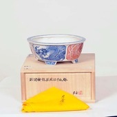 盆栽鉢・水盤,現代小鉢,月香 | 遊恵盆栽 本店