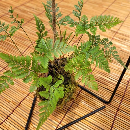 苔玉盆栽 ：しのぶ*(吊りスタンド付き)吊り苔玉シノブ夏涼ハンキング和