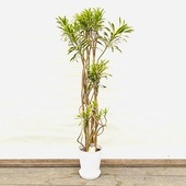 ������� ���տ�ʪ���ɥ饻�� ���� ���� ����ǥ���*���饢���� 8�� ������ ����1�� �緿����������