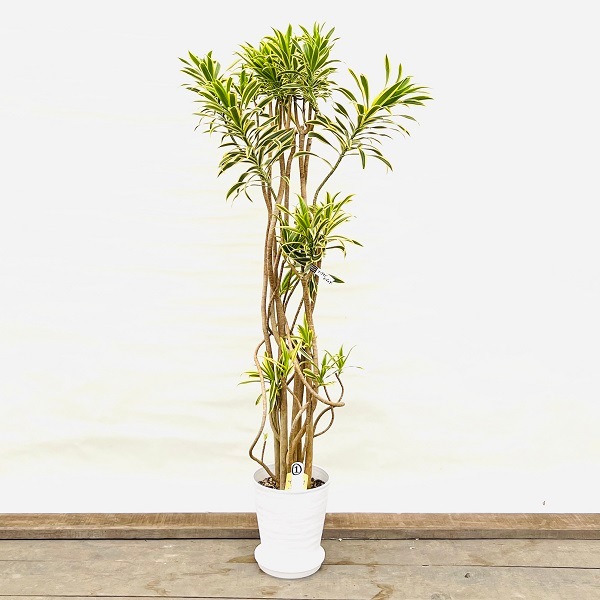 おしゃれ 観葉植物:ドラセナ ソング オブ インディア おしゃれ 観葉植物:ドラセナ ソング オブ インディア