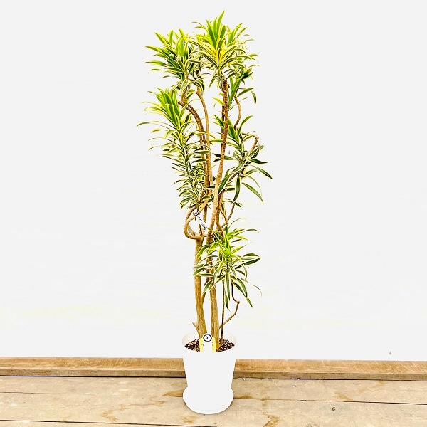 おしゃれ 観葉植物：ドラセナ ソング オブ インディア*セラアート 8号