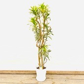 ������� ���տ�ʪ���ɥ饻�� ���� ���� ����ǥ���*���饢���� 8�� ������ ����2�� �緿����������