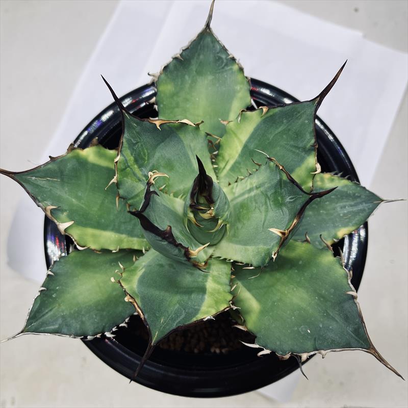 多肉植物：アガベ チタノタ錦 黄覆輪*幅16cm 現品！一品限り