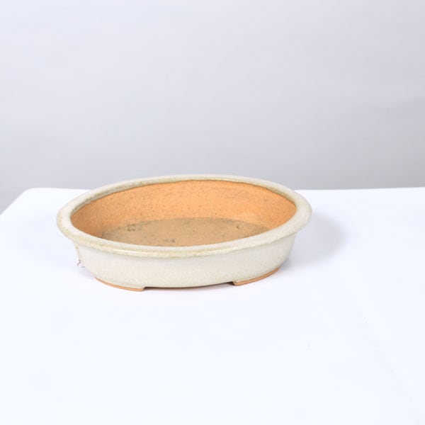 鉢：服部 縁付楕円鉢 16.5cm【現品】* 資材 | 盆栽鉢・水盤,現代小鉢
