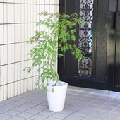 ڡڡ ġĻ޿ߥĤˡƫȭ ȭ*100Τޤ޾ääߤա