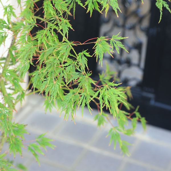 希少・現品発送】青枝垂れもみじ 職人仕立て大苗 約80cm 庭木 植木