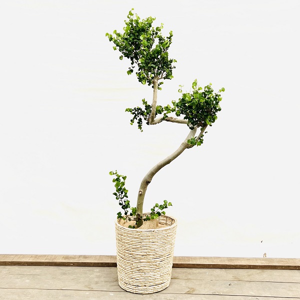 ☆ ベンジャミン シタシオン♪ 158cm 曲がり仕立て♪ ☆ ベンジャミン シタシオン♪ 158cm 曲がり仕立て