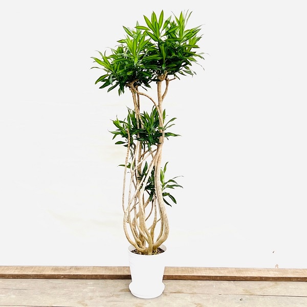 おしゃれ 観葉植物：ドラセナ ソング オブジャマイカ*セラアート