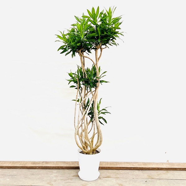 おしゃれ 観葉植物：ドラセナ ソング オブジャマイカ*セラアート 8号