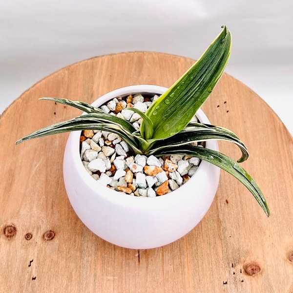 古典園芸植物：万年青 洋風モダン鉢*オモト おもと 観葉植物 鉢色