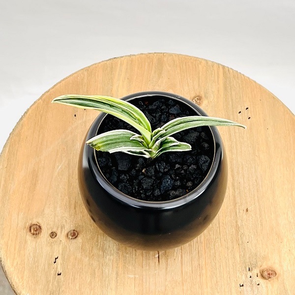 古典園芸植物：万年青 洋風モダン鉢*オモト おもと 観葉植物 鉢色