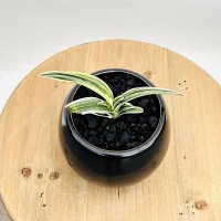 古典園芸植物：万年青 洋風モダン鉢*オモト おもと 観葉植物 鉢色