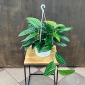 ������� ���տ�ʪ����󥹥ƥ� �������ɥ���ȥ륳�å�*6�� �ߤ�ȭ