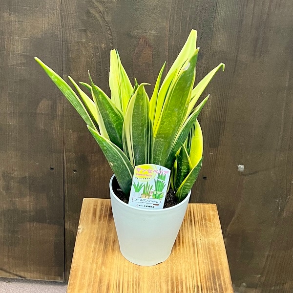 おしゃれ 観葉植物：サンスベリア ゴールドフレーム*サンセベリア 5号