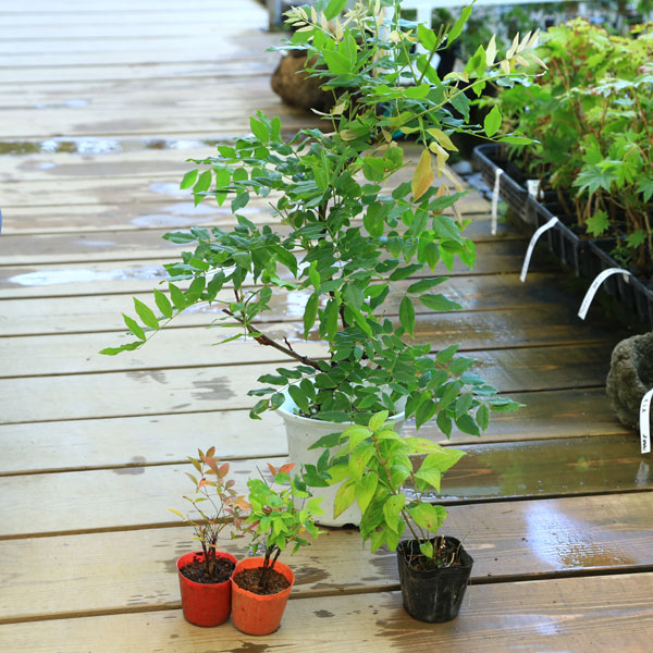 ���ڡ����ڡ��������åȡ������ƣ�ʥ����ƣ)+����ŷ+����ŷ+�����۲�*�ʤ�Ƥ󡡥ʥ�ƥ�ƣ���������ƣ�����������������۲�