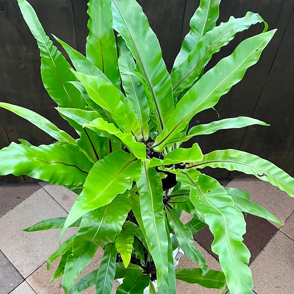 おしゃれ 観葉植物：オオタニワタリ ヘゴ板付 8号 プラポット