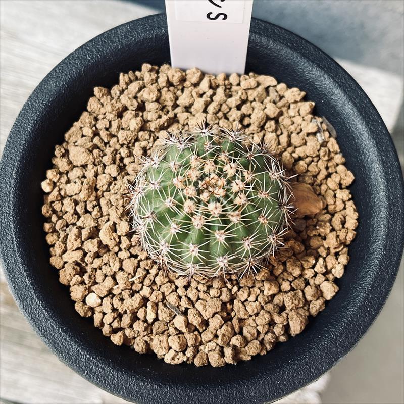 花サボテン*S 幅3cm | サボテン＆多肉植物,サボテン | 遊恵盆栽 本店