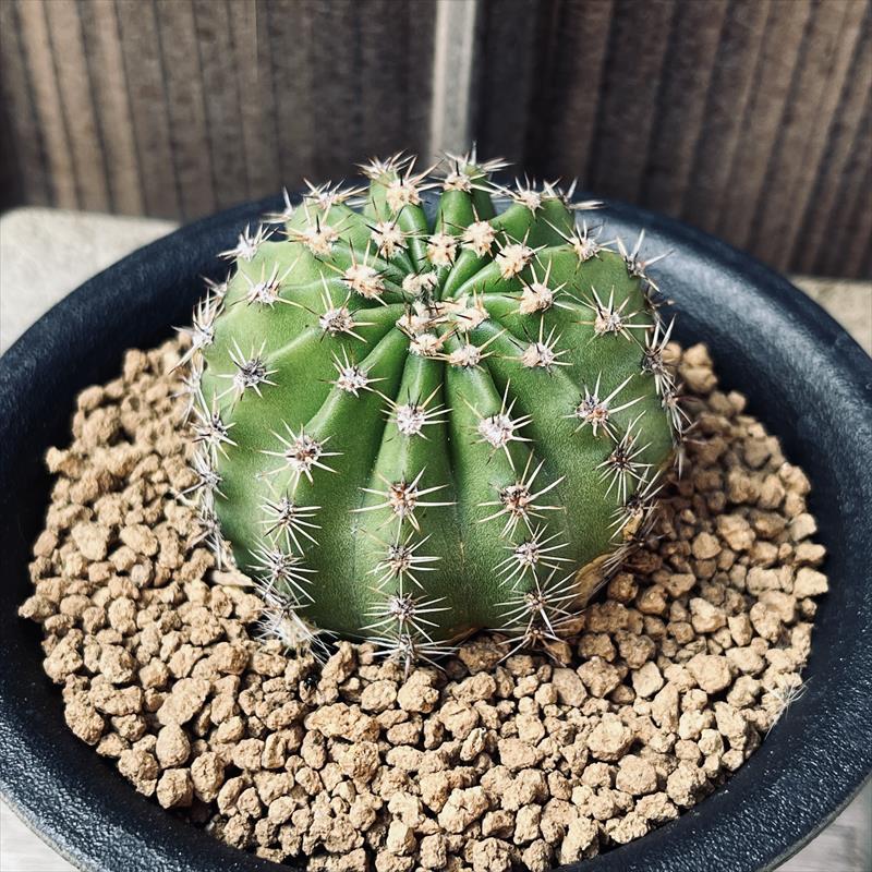 花サボテン*M 幅4.5cm | サボテン＆多肉植物,サボテン | 遊恵盆栽 本店