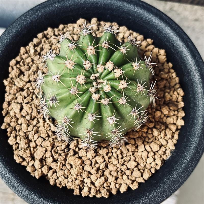 花サボテン*M 幅4.5cm | サボテン＆多肉植物,サボテン | 遊恵盆栽 本店