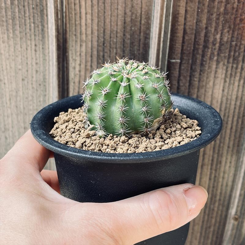 花サボテン*M 幅4.5cm | サボテン＆多肉植物,サボテン | 遊恵