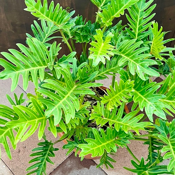 クッカバラ　6号　幹上がり　二股　個性的　フィロデンドロン　ザナドゥ　観葉植物 葉の切れ込みがかっこいい フィロデンドロン・ザナドゥ(クッカバラ)幹