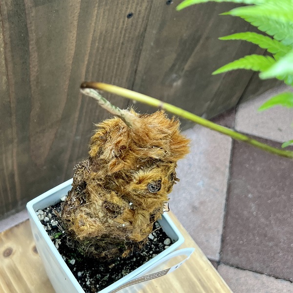 おしゃれ 観葉植物 キンモウコウ：ゴールデンモンキー タカワラビ*金毛