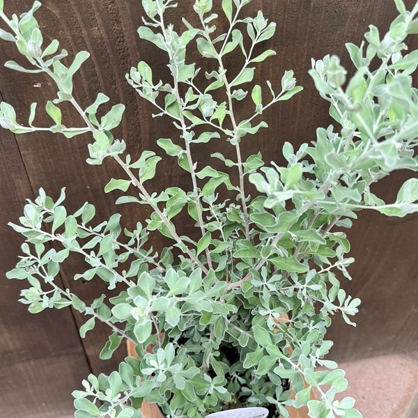 観葉植物 苗 花苗：レウコフィルム*プラポット5号 シルバーリーフ