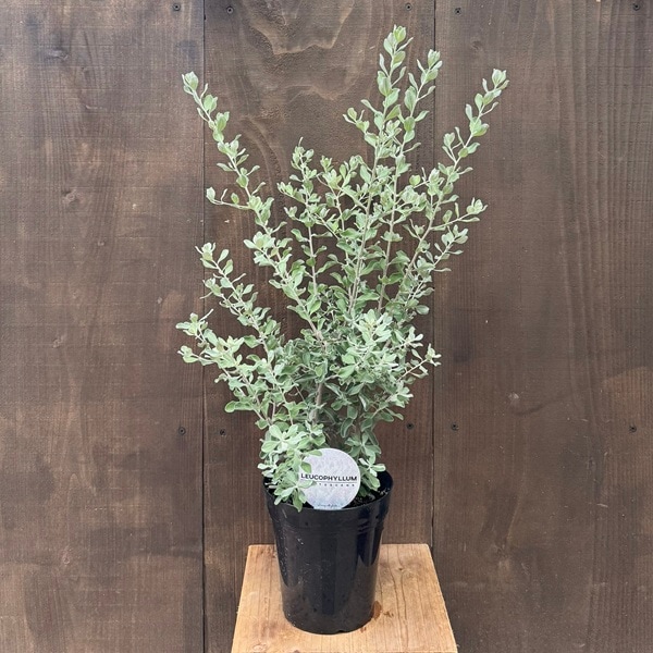 観葉植物 苗 花苗：レウコフィルム*プラポット5号 シルバー