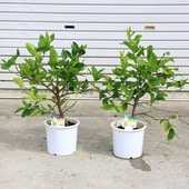 2023ǯƤåȡڡڡ̼ڡܥ饤*ݦݨ*70ݥåȡ