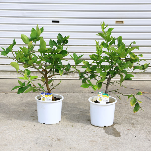 植替えています 希少 ベルナレモン 実生苗 植替えています 希少 植替えています 希少 ベルナレモン 実生苗 植替えています 希少
