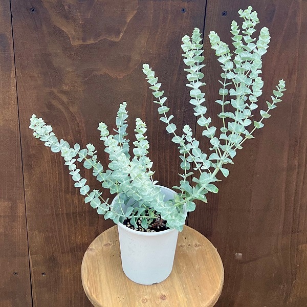 苗 ハーブ 観葉植物：ユーカリ アルビダ*4号 希少品種 Eucalyptus