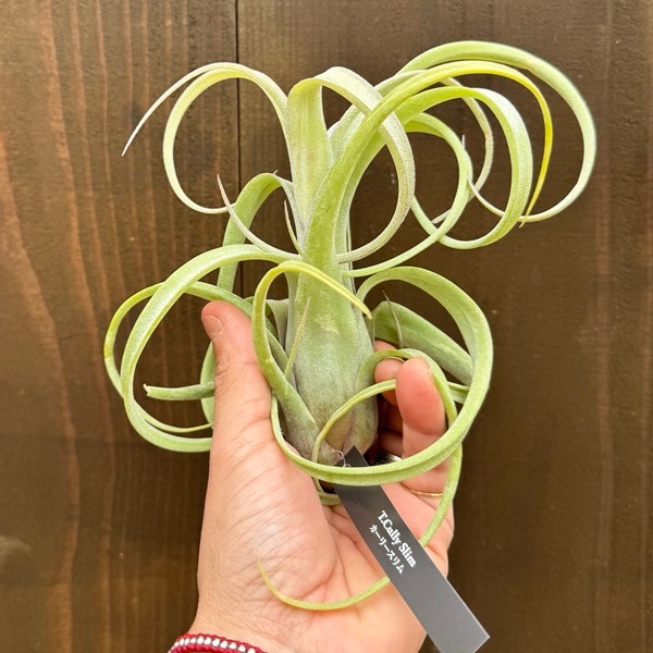観葉植物：チランジア エアープランツ カーリースリム R*エアプランツ