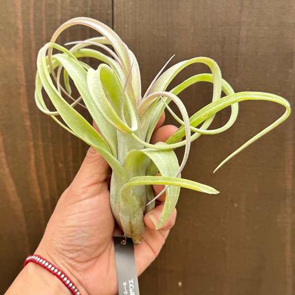 菫〉Tillandsia ファシクラータ アルバ チランジア エアー